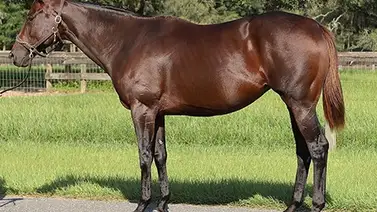 Yegua preñada fue la más valiosa en la subasta de Fasig-Tipton de octubre Yegua preñada fue la más valiosa en la subasta de Fasig-Tipton de octubre