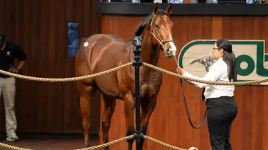 Ex jinete adquirió un potro del semental debutante Jackie's Warrior por $180.000 Ex jinete adquirió un potro del semental debutante Jackie's Warrior por $180.000