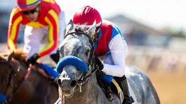 “El Tio” Bob Baffert tiene siete candidatos para las 14 carreras de las Breeders’ Cup “El Tio” Bob Baffert tiene siete candidatos para las 14 carreras de las Breeders’ Cup