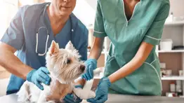 Activan jornada veterinaria gratuita en Caracas ¿Cómo participar?