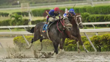 Yegua que tiene 3 años y 10 meses sin correr reaparece este fin de semana Yegua que tiene 3 años y 10 meses sin correr reaparece este fin de semana