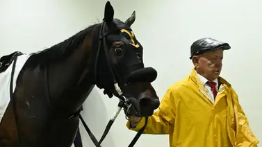 Este hecho pudo haber afectado a la yegua importada Fleet Street en el desarrollo de su carrera en la reunión 39 Este hecho pudo haber afectado a la yegua importada Fleet Street en el desarrollo de su carrera en la reunión 39