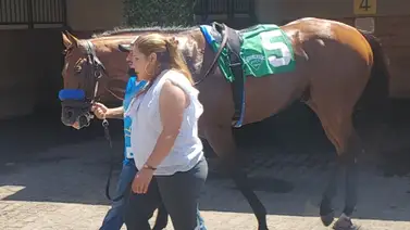 ¡Otro campeón se va a la cría! Citizen Bull mejor potro de dos años servirá en el 2026 ¡Otro campeón se va a la cría! Citizen Bull mejor potro de dos años servirá en el 2026
