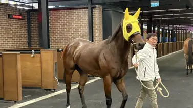 El mejor velocista del mundo está listo para la bolsa de 20 millones de dólares australianos este fin de semana El mejor velocista del mundo está listo para la bolsa de 20 millones de dólares australianos este fin de semana