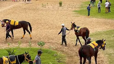 Mira cómo le fue a la yegua que reapareció luego de 3 años y 10 meses sin correr Mira cómo le fue a la yegua que reapareció luego de 3 años y 10 meses sin correr