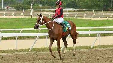Potro Bunker buscará extender su racha ganadora en el Clásico Albert H. Cipriani (GII) Potro Bunker buscará extender su racha ganadora en el Clásico Albert H. Cipriani (GII)