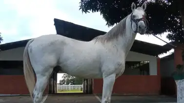 Debut con altura: Hijo del recordado Constructor White se estrena el domingo en la pista de La Rinconada Debut con altura: Hijo del recordado Constructor White se estrena el domingo en la pista de La Rinconada