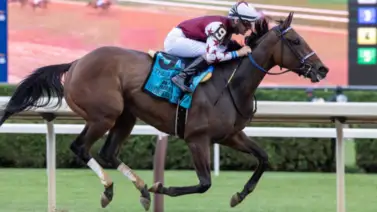 ¡Oficial! Thorpedo Anna se retira a la cría por estos detalles reveladores ¡Oficial! Thorpedo Anna se retira a la cría por estos detalles reveladores