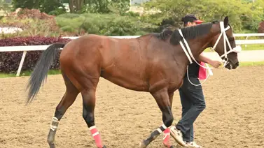 La Rinconada: Revelamos el ajuste de una sorpresa de Gaceta Hípica que buscará repetir con victoria el 5y6 de la R40 La Rinconada: Revelamos el ajuste de una sorpresa de Gaceta Hípica que buscará repetir con victoria el 5y6 de la R40
