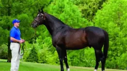 Definitivo: Por esta razón el semental Medaglia D'Oro quedó retirado de la reproducción 