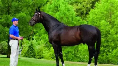 Definitivo: Por esta razón el semental Medaglia D'Oro quedó retirado de la reproducción Definitivo: Por esta razón el semental Medaglia D'Oro quedó retirado de la reproducción