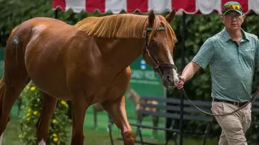 Mira cómo le fue al hijo de Gun Runner que costó $1.900.000 en su debut en Aqueduct Mira cómo le fue al hijo de Gun Runner que costó $1.900.000 en su debut en Aqueduct