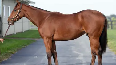 Agente venezolano bajó el martillo por un potro que costó $400.000 Agente venezolano bajó el martillo por un potro que costó $400.000