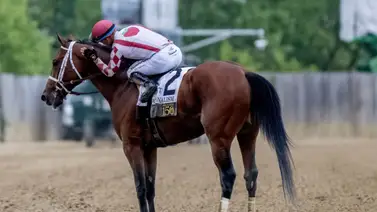 ¡El Gorila no correrá más! Journalism fue anunciado como semental para la próxima temporada ¡El Gorila no correrá más! Journalism fue anunciado como semental para la próxima temporada