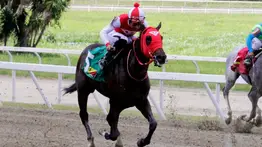 Hijo de la ganadora selectiva Luna Santa queda fuera de acción por una fuerte lesión