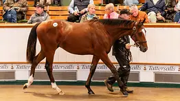 M.V Magniers responde y compra potro de Frankel en $5.5 millones en el segundo día de Tattersalls