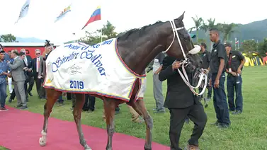 Genética de élite en Coche: La nueva joya de la campeona Endrygol debuta este domingo Genética de élite en Coche: La nueva joya de la campeona Endrygol debuta este domingo