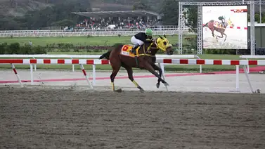 Sangre Real: Debuta hijo de Triple coronada invicta y campeona del Caribe Sangre Real: Debuta hijo de Triple coronada invicta y campeona del Caribe
