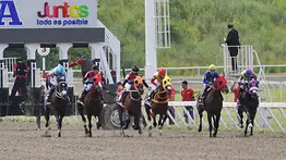Favoritos de la cátedra para el 5y6 Nacional de la reunión N°41 en el hipódromo La Rinconada