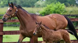 Igual que su madre: Primer producto de la campeona Enable debuta victorioso