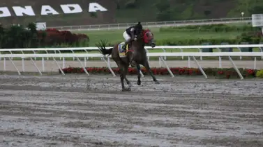 Debuta hija de un ganador del Simón Bolívar el domingo en La Rinconada Debuta hija de un ganador del Simón Bolívar el domingo en La Rinconada