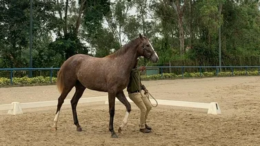 Conoce cómo estuvo la primera subasta mixta de yearlings de Unicria 