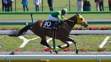 Breeders'Cup:  Caballo japonés, que se transformó al cambiar de la grama a la arena, con oportunidad de quedarse con el evento