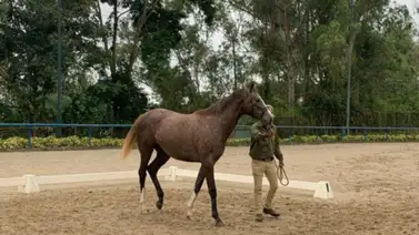 Este fue el precio del yearling más costoso de la subasta Unicria Este fue el precio del yearling más costoso de la subasta Unicria
