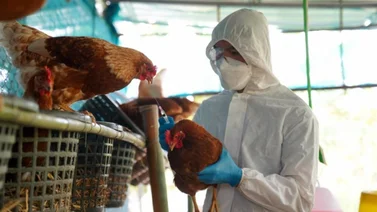 Rebrote de gripe aviar en EEUU: ¿Cuáles son las consecuencias de este virus?