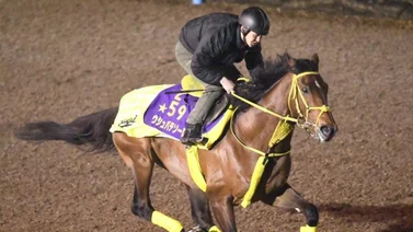 Breeders' Cup: ¿Sabes cuánto costó el japonés Ushba Tesoro y lo que ha producido en su campaña? Aquí te lo decimos