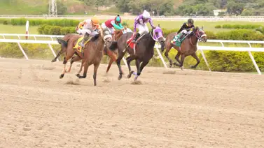 Autoridades del INH abren averiguación a entrenador, jinete, y palafrenero de Moscabado Autoridades del INH abren averiguación a entrenador, jinete, y palafrenero de Moscabado