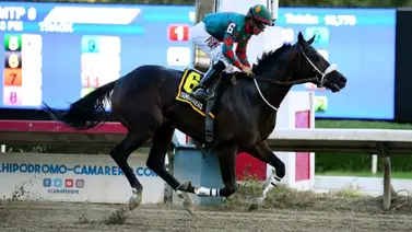 Esta es la decisión que toman con Tamborero, campeón de Puerto Rico Esta es la decisión que toman con Tamborero, campeón de Puerto Rico