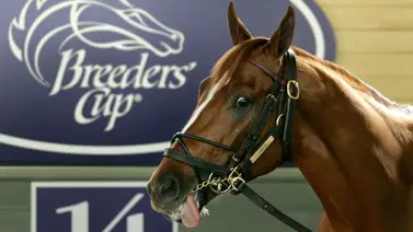 Conoce al semental que produjo tres ganadores de Breeders' Cup en una misma tarde Conoce al semental que produjo tres ganadores de Breeders' Cup en una misma tarde