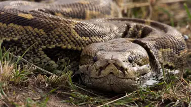 Estados Unidos: Capturan a una colosal pitón en Florida (+Foto) Estados Unidos: Capturan a una colosal pitón en Florida (+Foto)