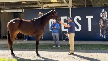 "La Noche de las Estrellas" produjo estos increíbles precios de venta en Kentucky "La Noche de las Estrellas" produjo estos increíbles precios de venta en Kentucky