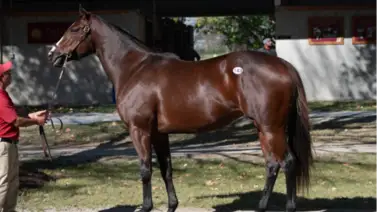 Conoce la millonada que pagaron por esta yegua preñada del campeón Flightline Conoce la millonada que pagaron por esta yegua preñada del campeón Flightline