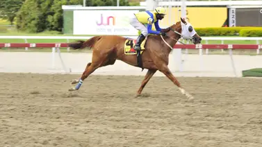 ¿Cómo queda el ajuste de esta yegua de Antonio Bellardi que regresa a La Rinconada tras 203 días sin correr? Aquí te lo mencionamos ¿Cómo queda el ajuste de esta yegua de Antonio Bellardi que regresa a La Rinconada tras 203 días sin correr? Aquí te lo mencionamos