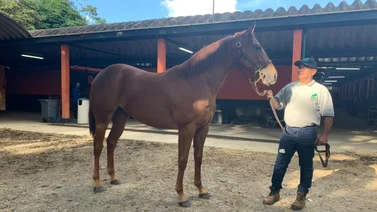 Unicria continúa con la venta de yearlings 