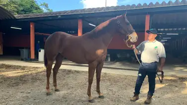 Unicria continúa con la venta de yearlings Unicria continúa con la venta de yearlings