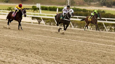 Esta yegua de Rubén Lanz ajusta de esta manera y queda lista para su carrera en La Rinconada