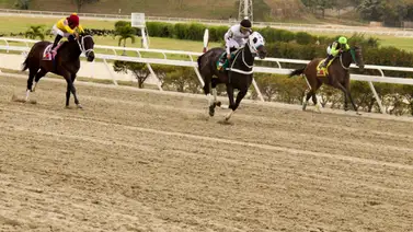 Esta yegua de Rubén Lanz ajusta de esta manera y queda lista para su carrera en La Rinconada Esta yegua de Rubén Lanz ajusta de esta manera y queda lista para su carrera en La Rinconada