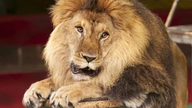 Italia: Un león sorprende deambulando por las calles de Ladispoli (+Video)
