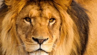 En video: Así capturaron al león que deambulaba por las calles de Ladispoli, en Italia