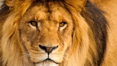 En video: Así capturaron al león que deambulaba por las calles de Ladispoli, en Italia En video: Así capturaron al león que deambulaba por las calles de Ladispoli, en Italia