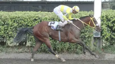 Serie Hípica 2023: Conoce a Saturday, la triplecoronada de Ecuador que irá al Clásico del Caribe Serie Hípica 2023: Conoce a Saturday, la triplecoronada de Ecuador que irá al Clásico del Caribe