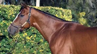 El semental Bodexpress tendrá un nuevo hogar a partir del año 2024 El semental Bodexpress tendrá un nuevo hogar a partir del año 2024