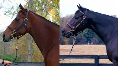 Este haras venezolano refuerza su plantilla de yeguas con estas dos adquisiciones Este haras venezolano refuerza su plantilla de yeguas con estas dos adquisiciones