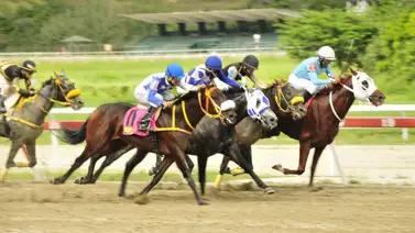 Serie Hípica 2023: Entérate cuándo salen los purasangres venezolanos hacia Panamá Serie Hípica 2023: Entérate cuándo salen los purasangres venezolanos hacia Panamá