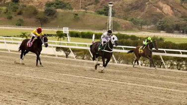 Serie Hípica 2023: Ejemplares venezolanos asisten a la revisión y verificación en el Hospital Veterinario del INH Serie Hípica 2023: Ejemplares venezolanos asisten a la revisión y verificación en el Hospital Veterinario del INH