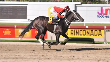 Calgary luce en su ajuste para la reunión 45 en La Rinconada Calgary luce en su ajuste para la reunión 45 en La Rinconada